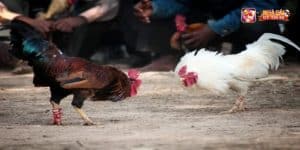 Các lợi ích khi tham gia đá gà tại trường gà Thomo